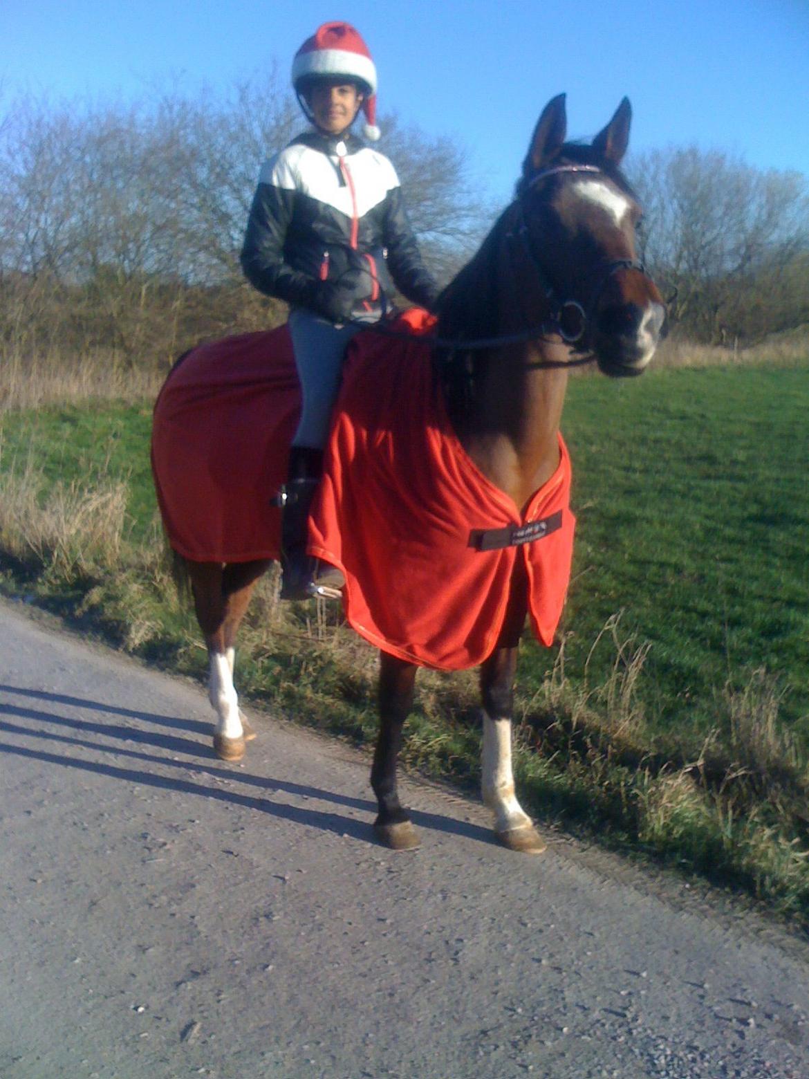 Arabisk fuldblod (OX) Khiara aw billede 1