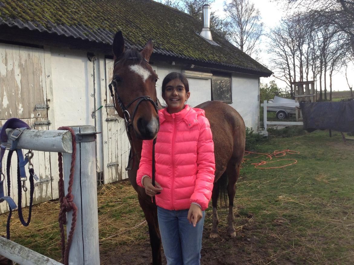 Arabisk fuldblod (OX) Khiara aw billede 2