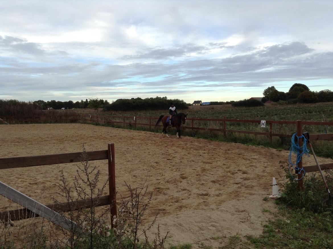 Arabisk fuldblod (OX) Khiara aw billede 3