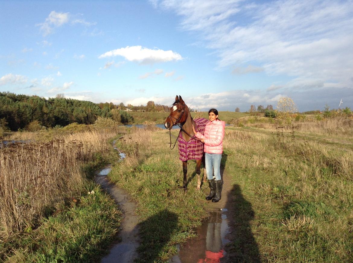 Arabisk fuldblod (OX) Khiara aw billede 4