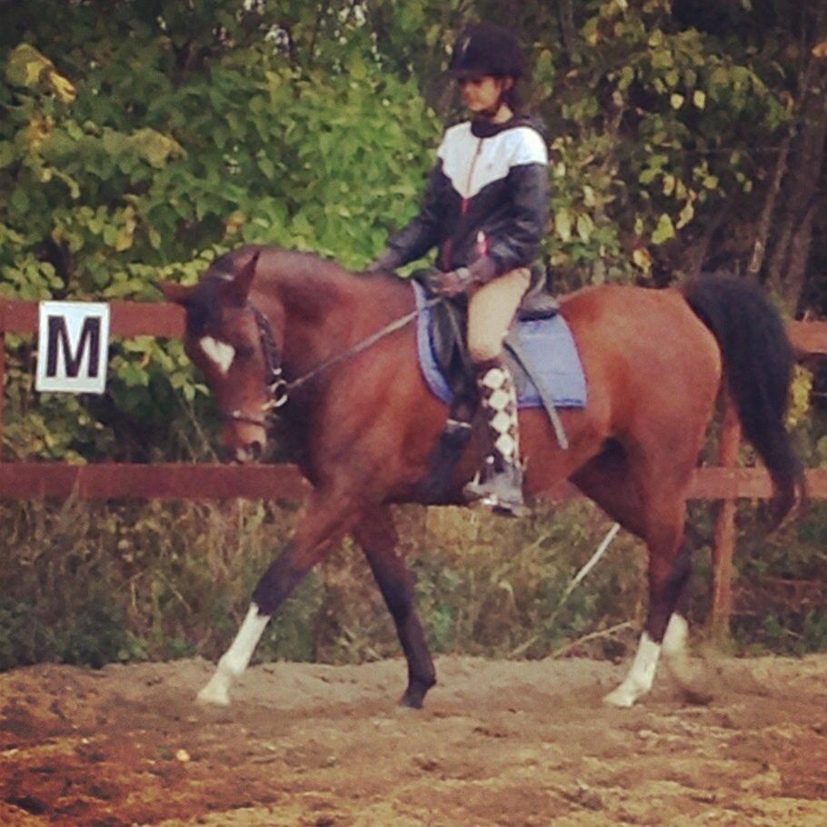 Arabisk fuldblod (OX) Khiara aw billede 5