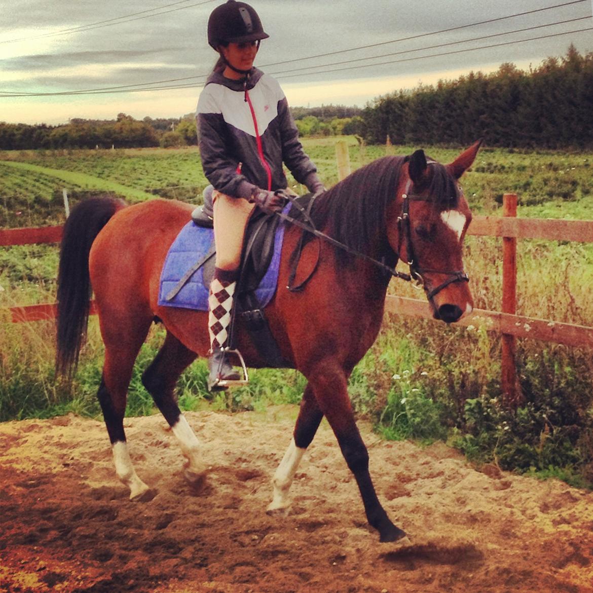 Arabisk fuldblod (OX) Khiara aw billede 6