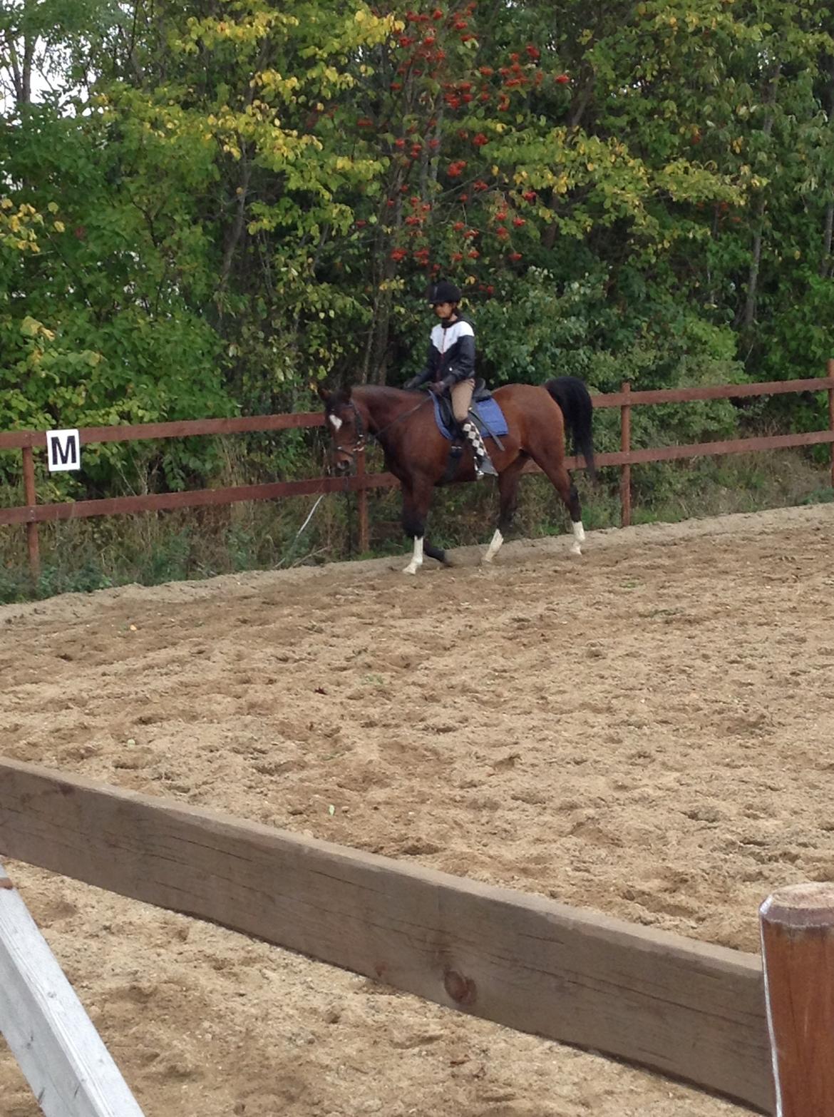 Arabisk fuldblod (OX) Khiara aw billede 7