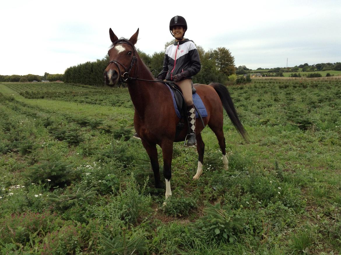 Arabisk fuldblod (OX) Khiara aw billede 8