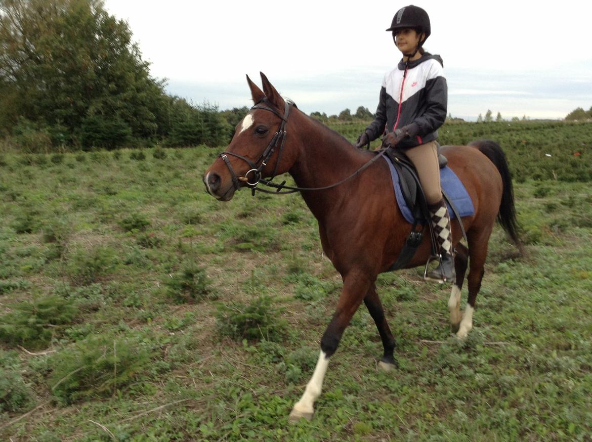 Arabisk fuldblod (OX) Khiara aw billede 10