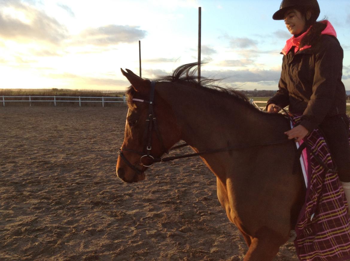 Arabisk fuldblod (OX) Khiara aw billede 12