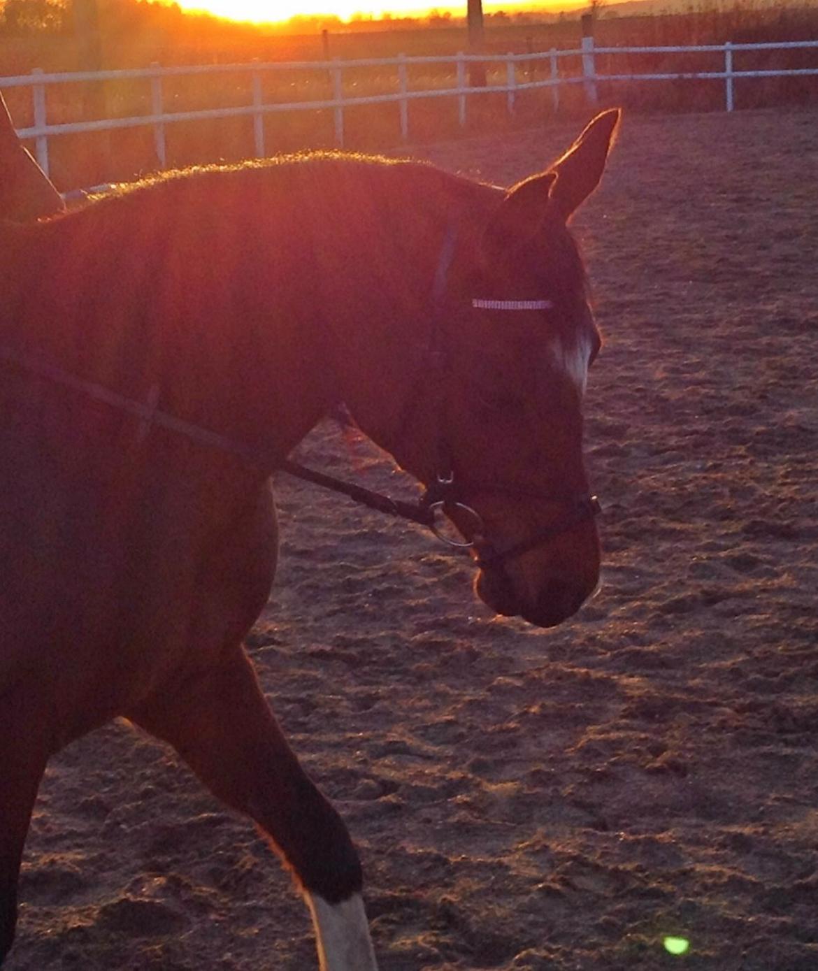 Arabisk fuldblod (OX) Khiara aw billede 11