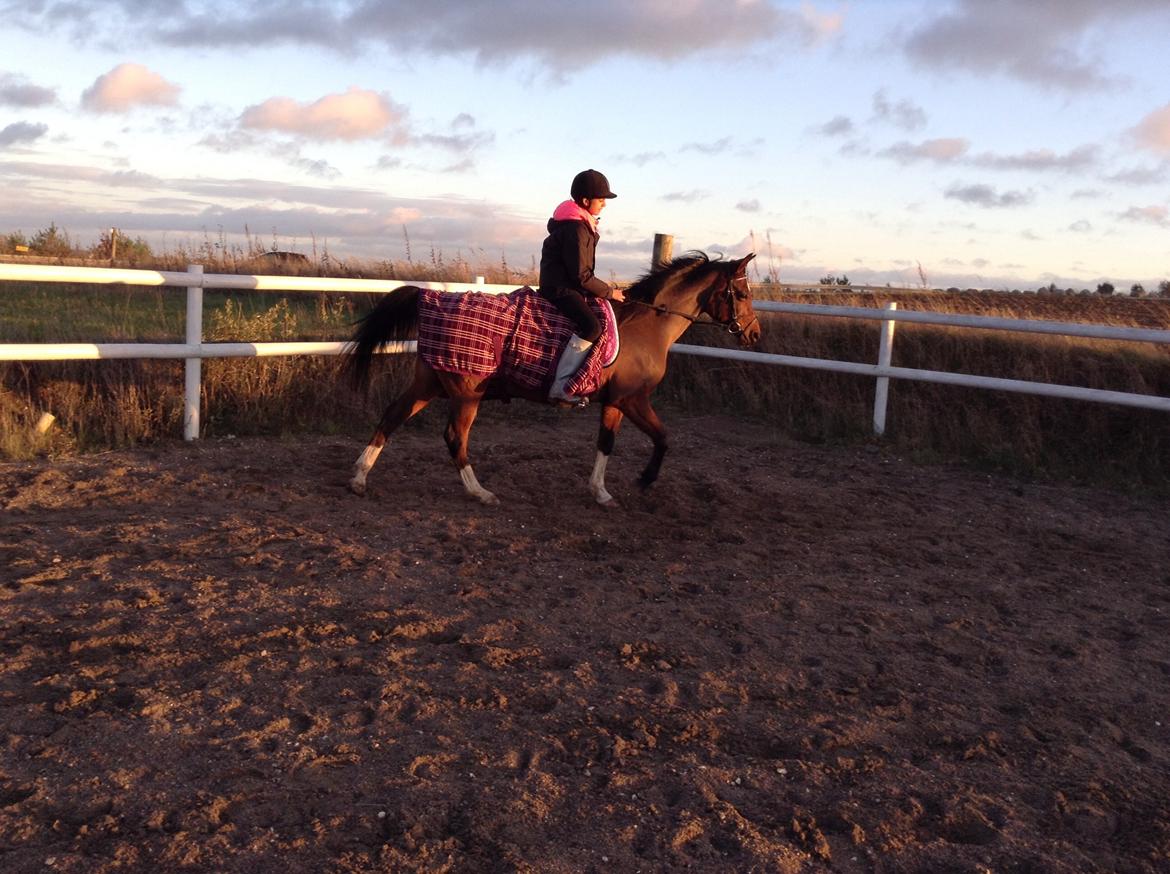 Arabisk fuldblod (OX) Khiara aw billede 13