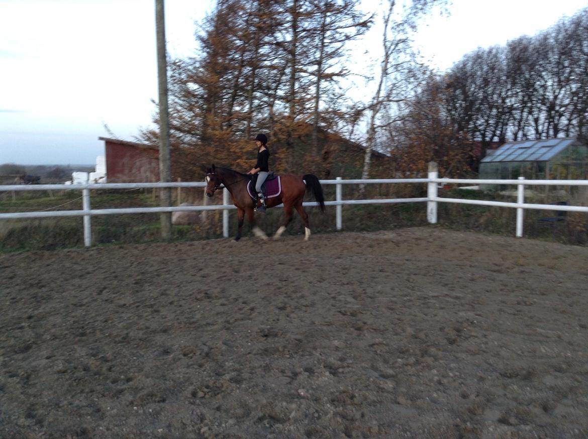 Arabisk fuldblod (OX) Khiara aw billede 14