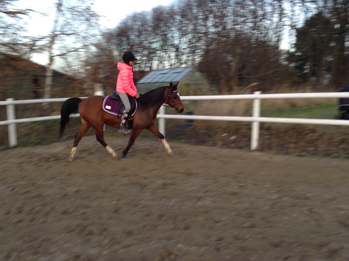 Arabisk fuldblod (OX) Khiara aw billede 15