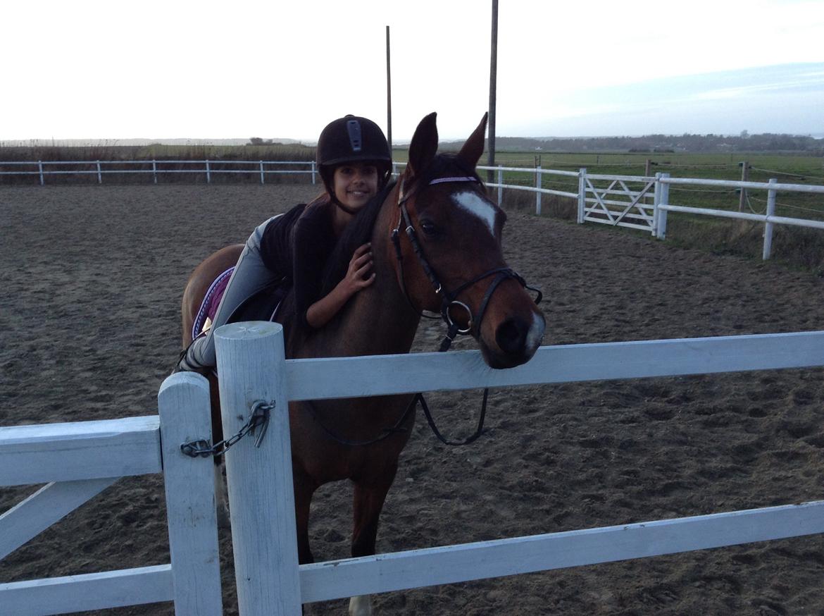 Arabisk fuldblod (OX) Khiara aw billede 16