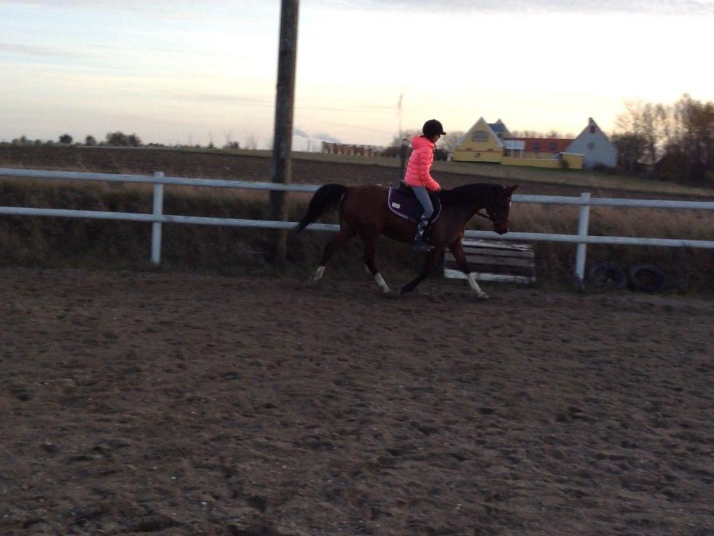 Arabisk fuldblod (OX) Khiara aw billede 17