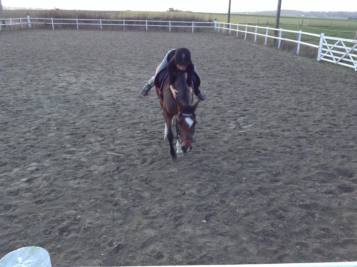 Arabisk fuldblod (OX) Khiara aw billede 19