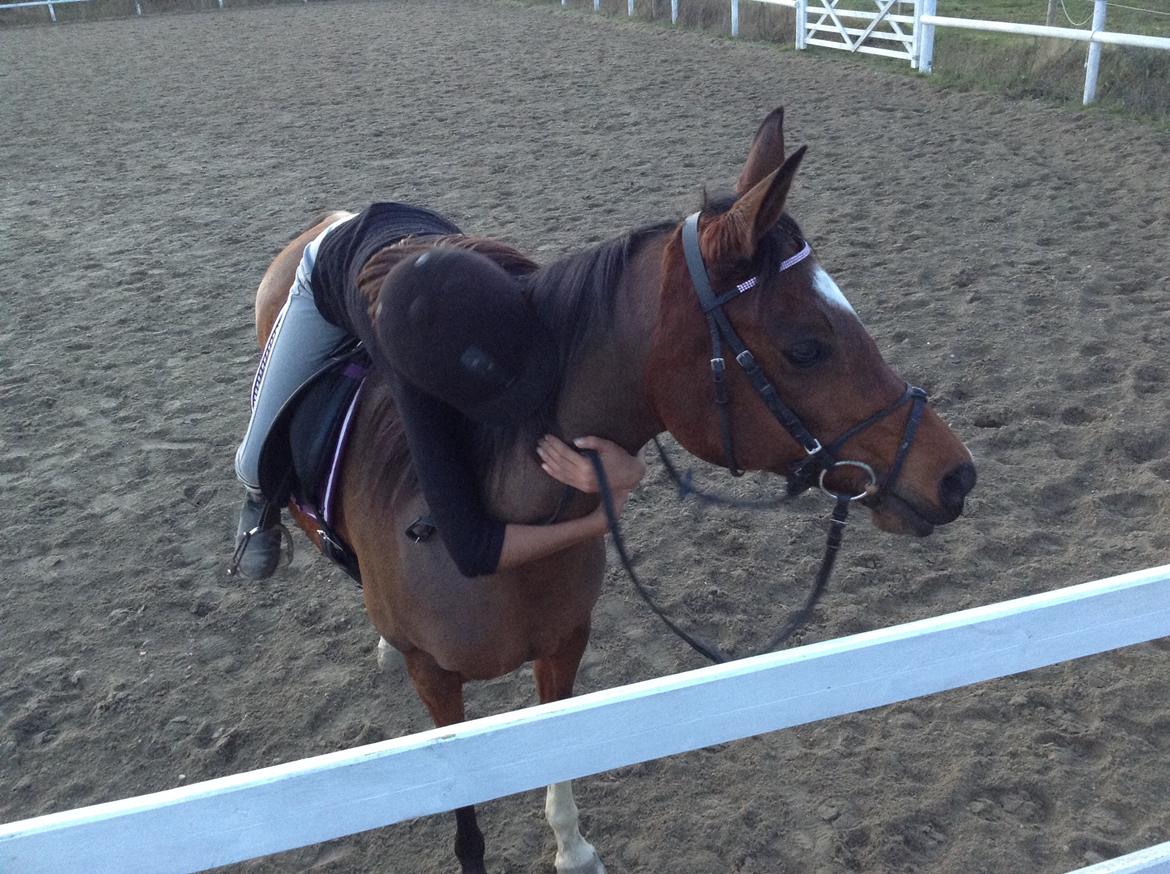 Arabisk fuldblod (OX) Khiara aw billede 20