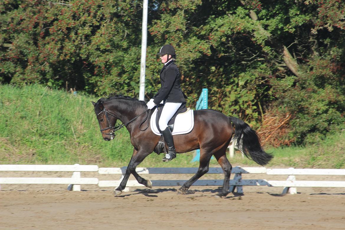 New Forest Elmholts Granat billede 20