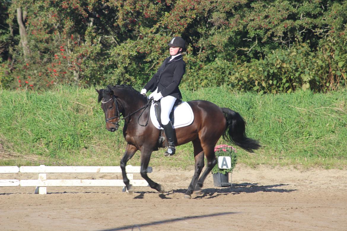 New Forest Elmholts Granat billede 21