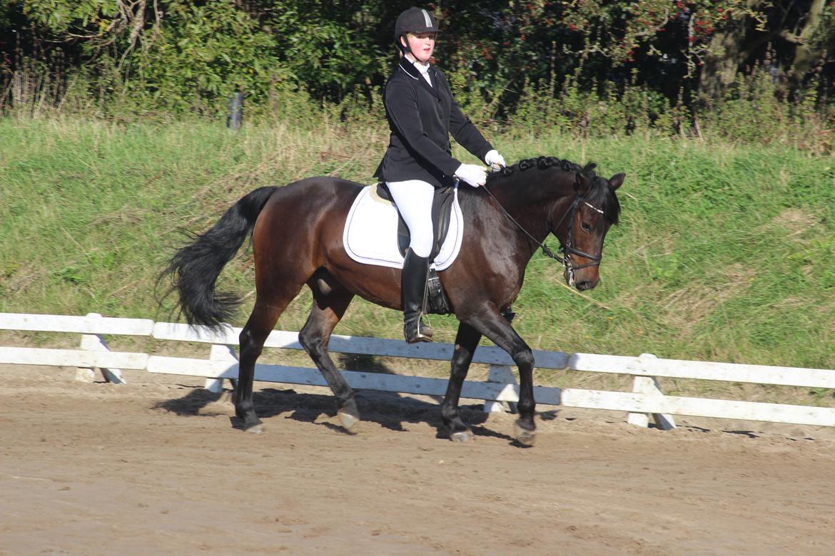 New Forest Elmholts Granat billede 22