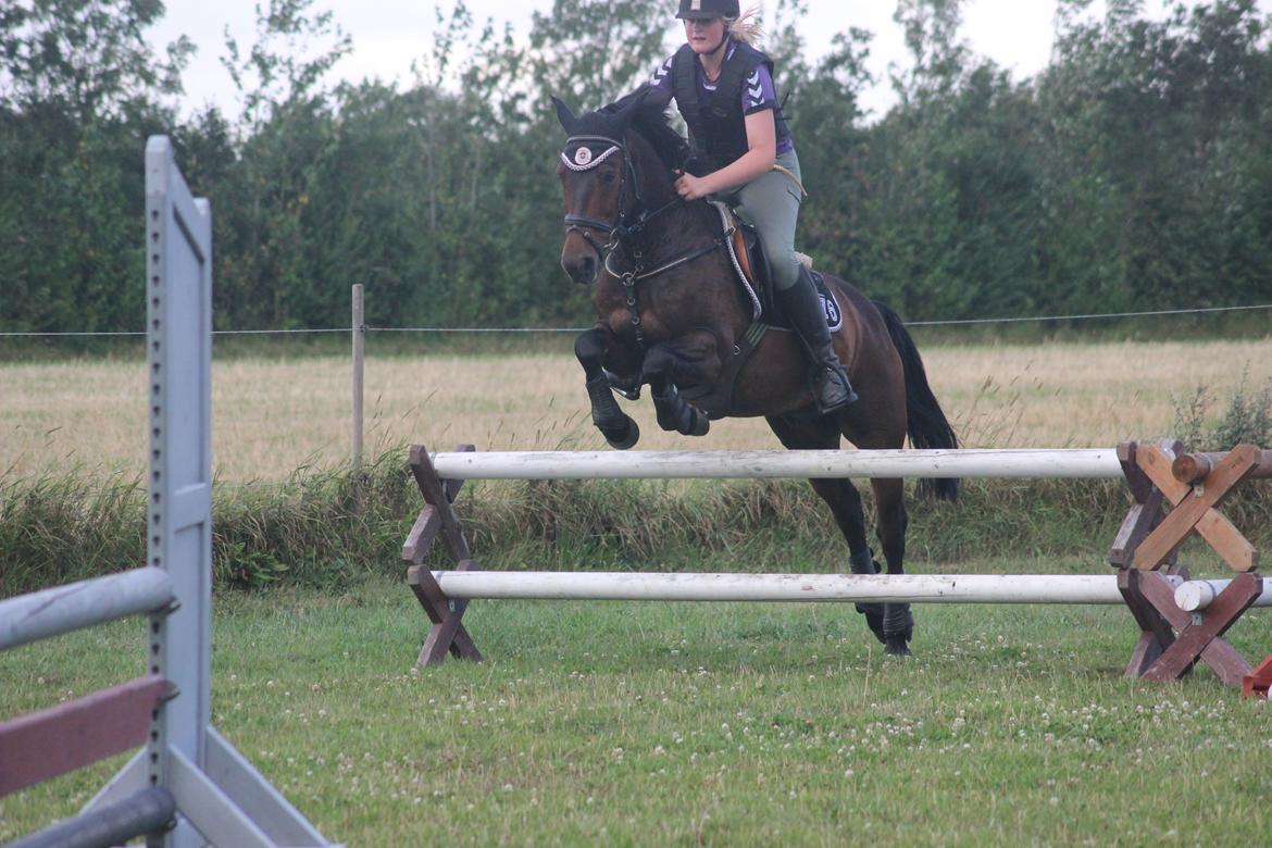 New Forest Elmholts Granat billede 23