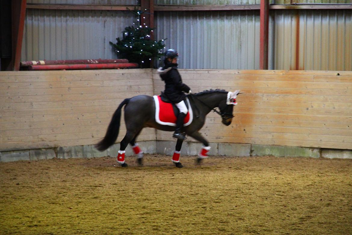 Anden særlig race Filur (solgt ) billede 13