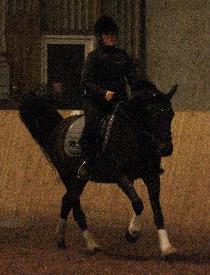 Welsh Cob (sec D) Albrechtshoeve Niels Cornelis billede 26