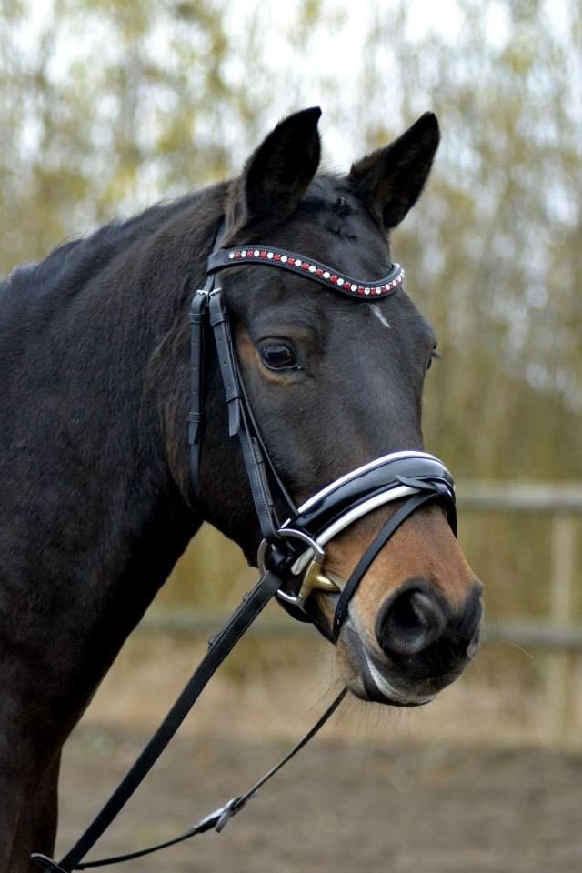 Welsh Cob (sec D) Albrechtshoeve Niels Cornelis billede 27