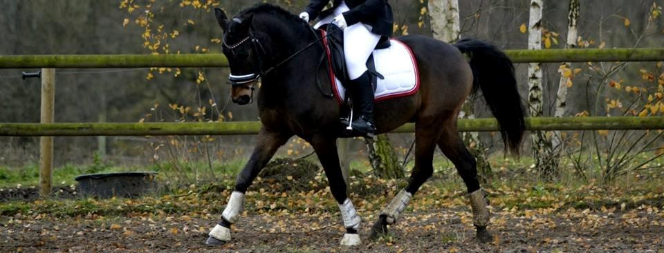 Welsh Cob (sec D) Albrechtshoeve Niels Cornelis billede 20