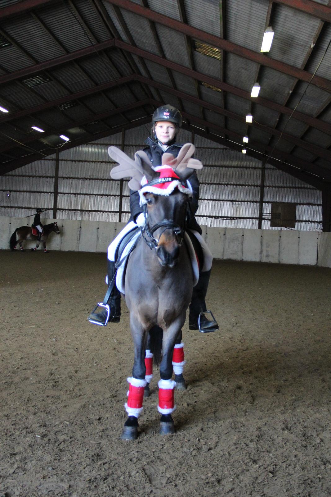 Anden særlig race Filur (solgt ) billede 14