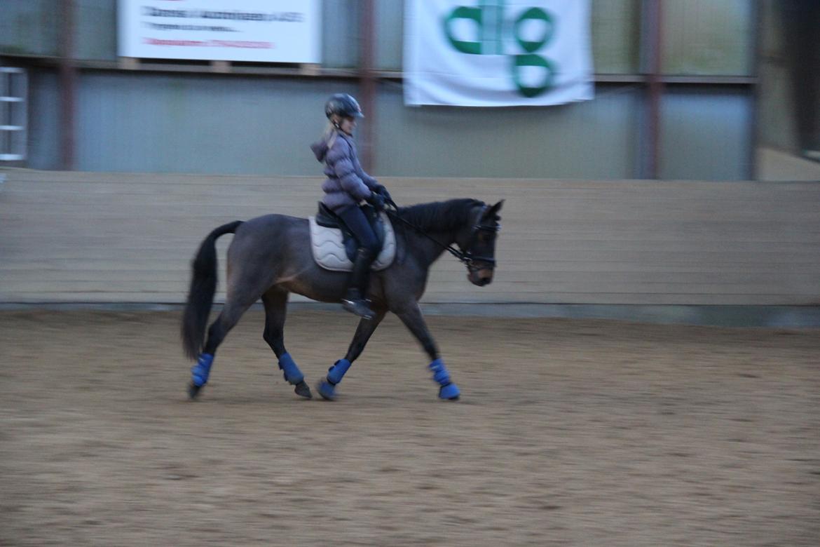 Anden særlig race Filur (solgt ) billede 15