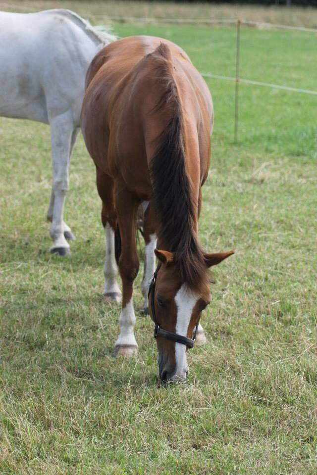 Svensk Sportspony  puma billede 3