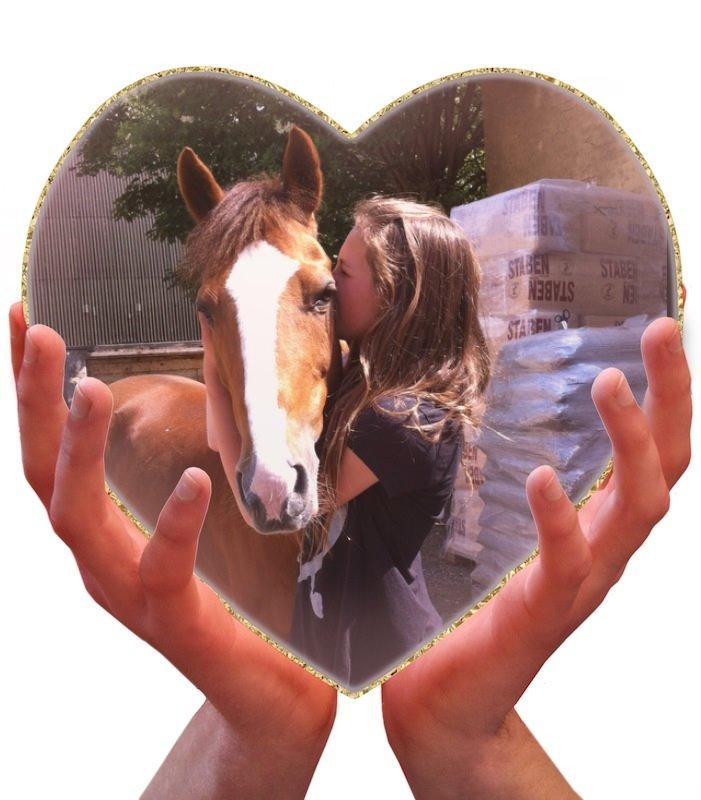 Svensk Sportspony  puma billede 4