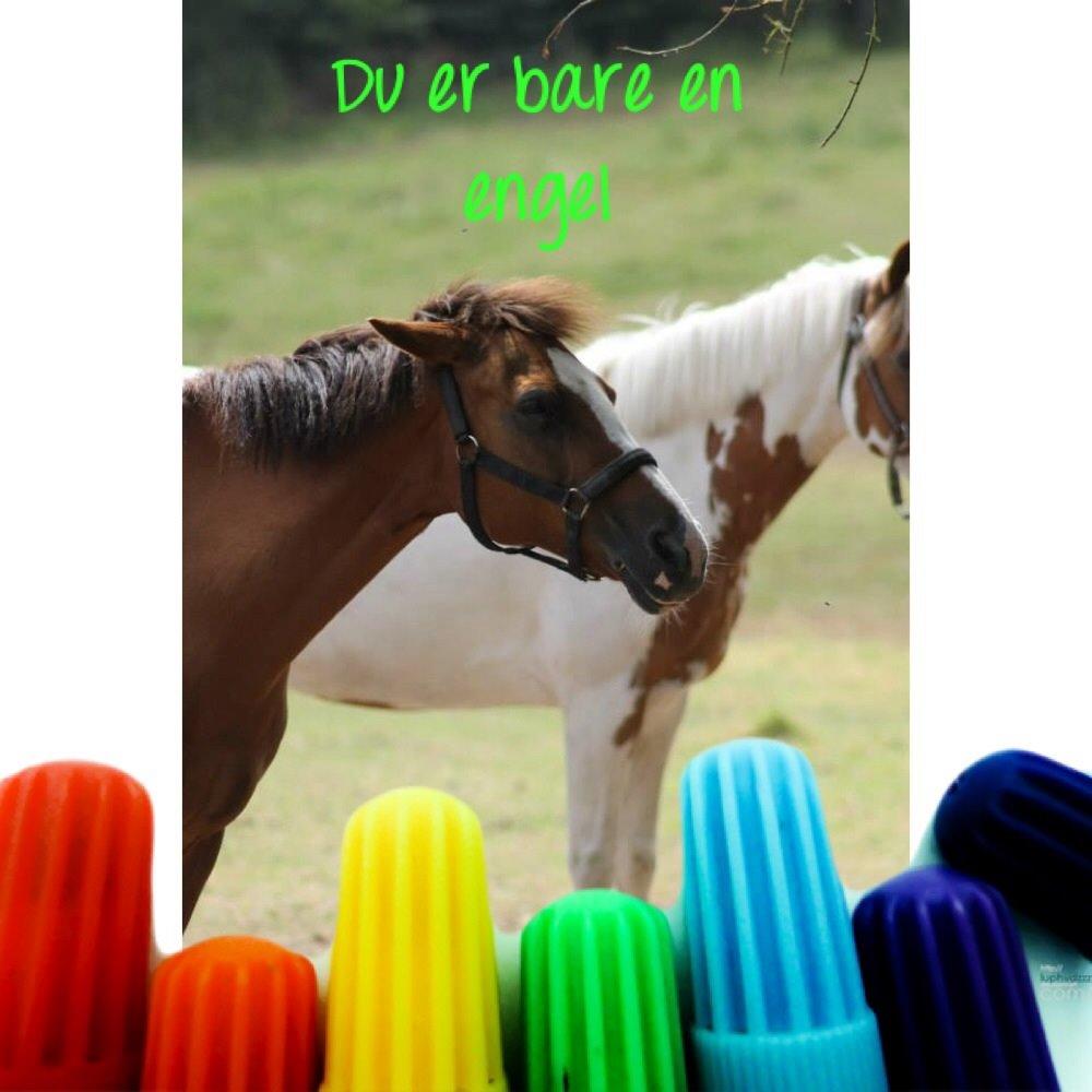 Svensk Sportspony  puma billede 5