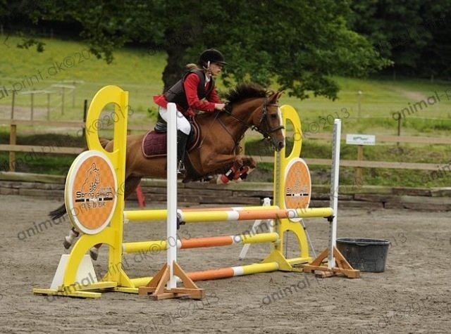 Svensk Sportspony  puma billede 7