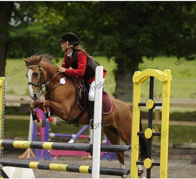 Svensk Sportspony  puma billede 10