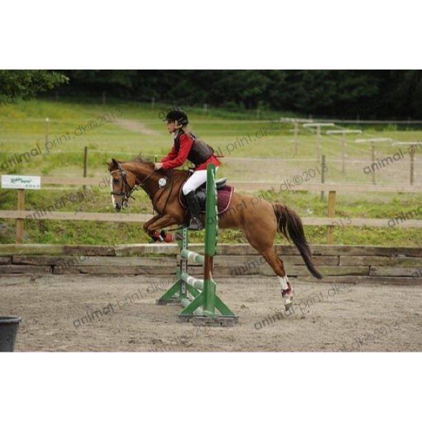 Svensk Sportspony  puma billede 17