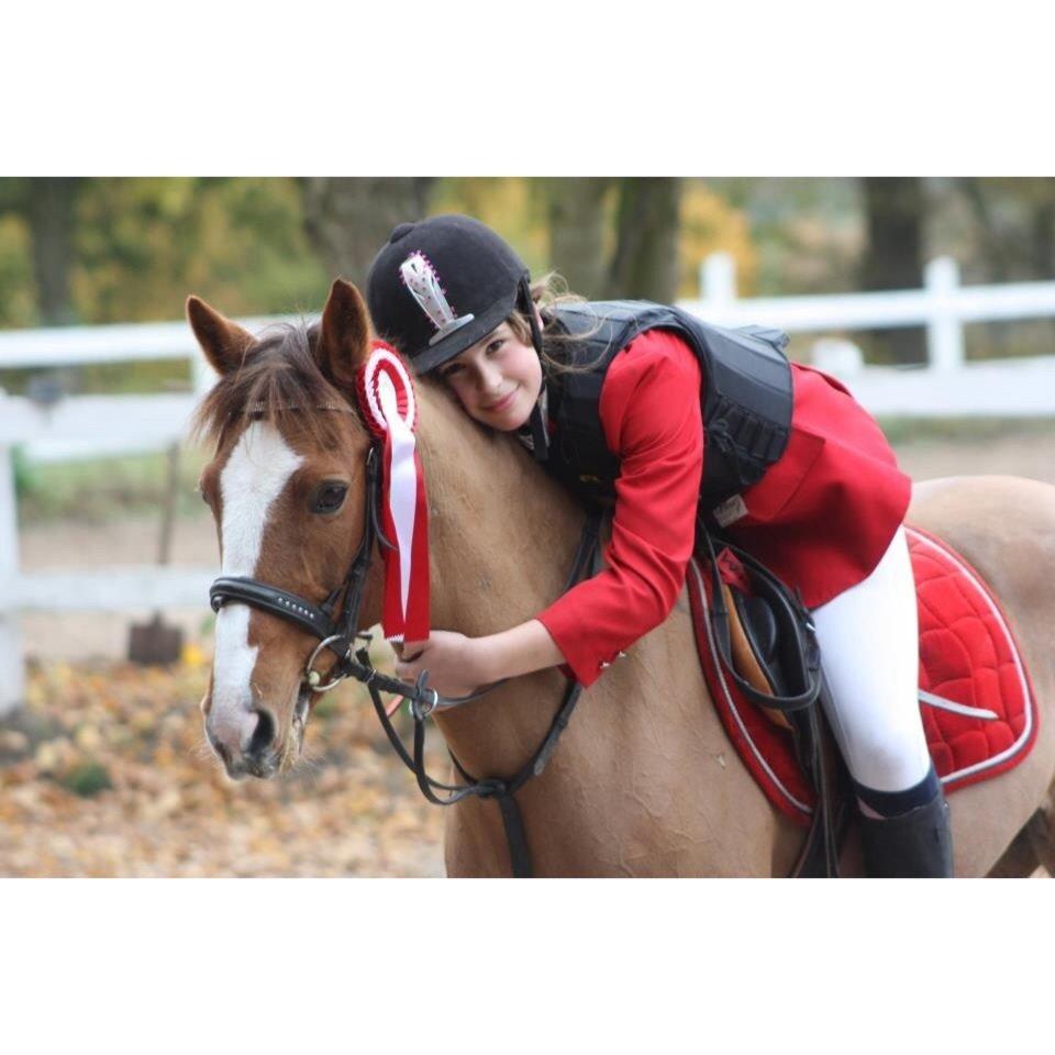 Svensk Sportspony  puma billede 18