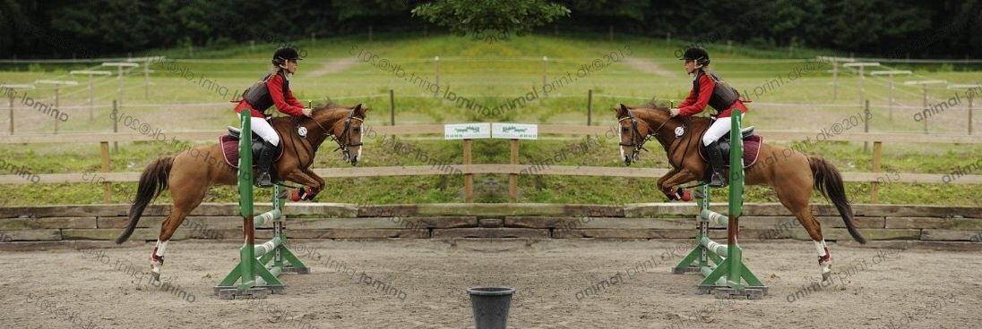 Svensk Sportspony  puma billede 20