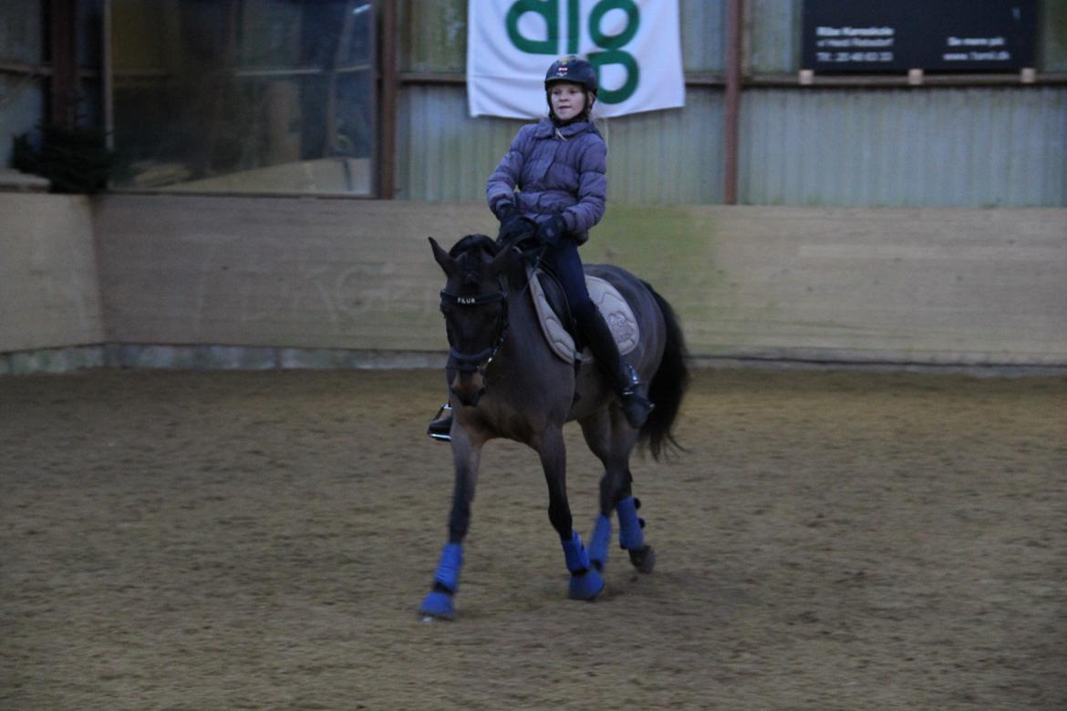 Anden særlig race Filur (solgt ) billede 16