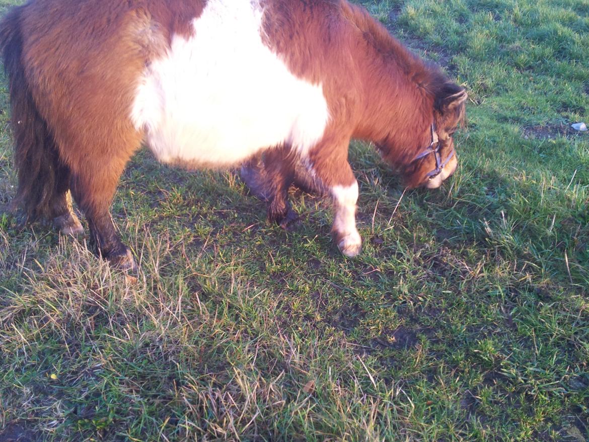 Shetlænder Gizmo billede 4