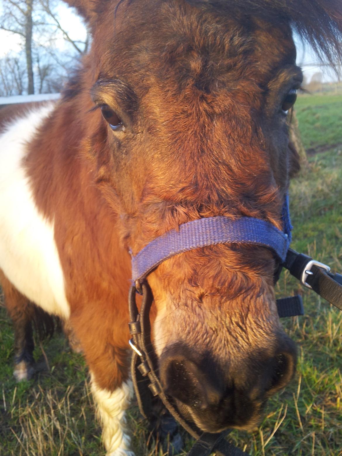 Shetlænder Gizmo billede 2