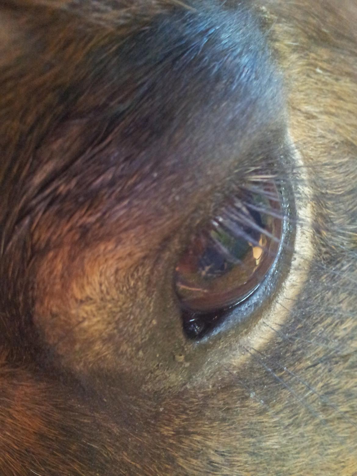 Shetlænder Gizmo billede 7