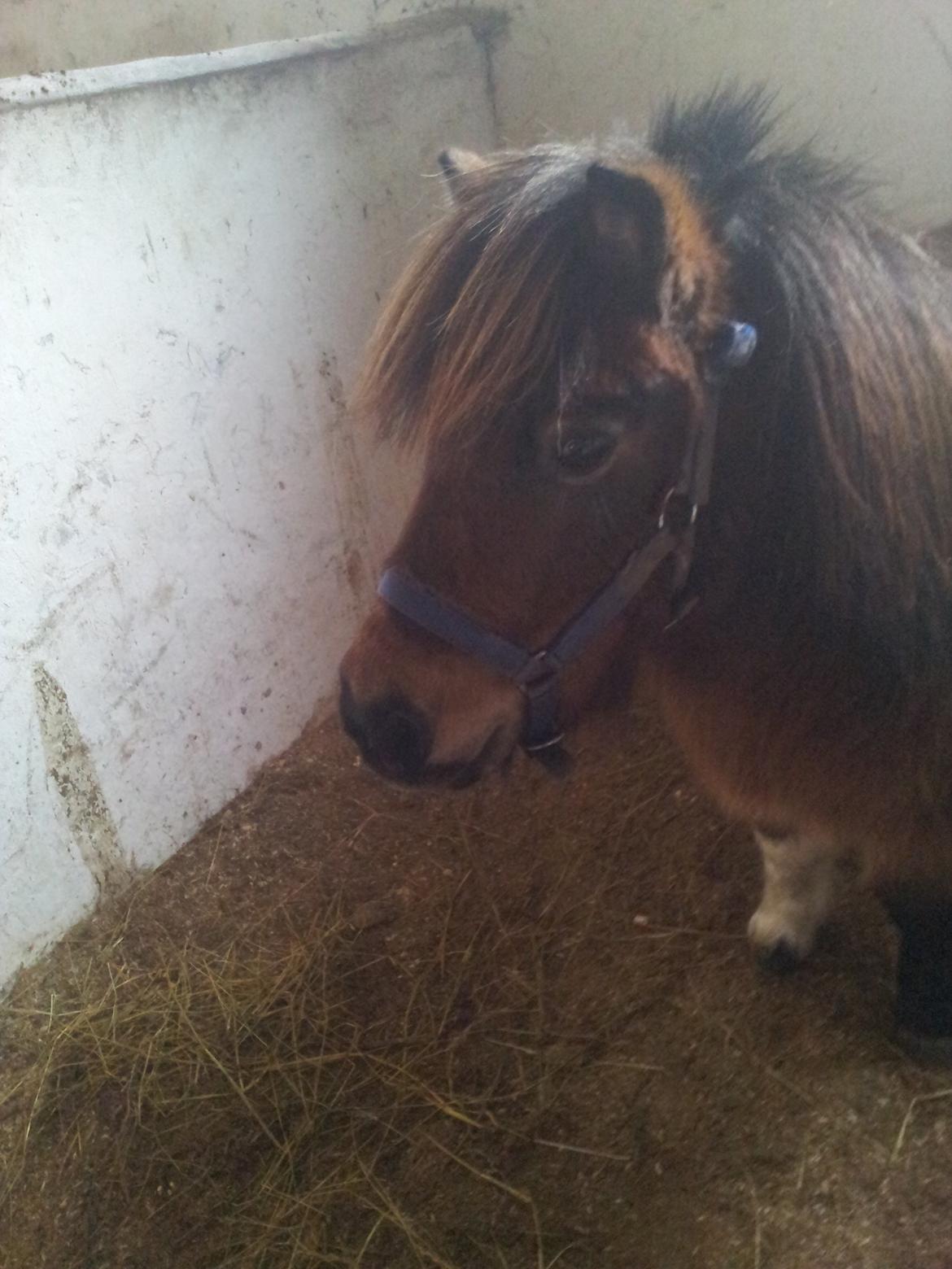 Shetlænder Gizmo billede 3