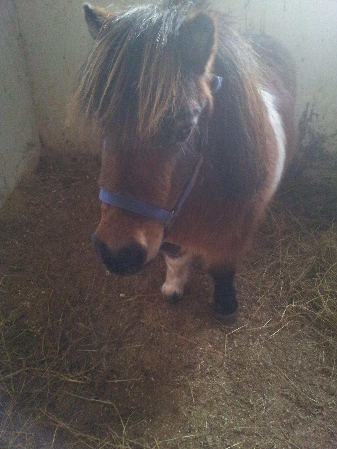 Shetlænder Gizmo billede 1