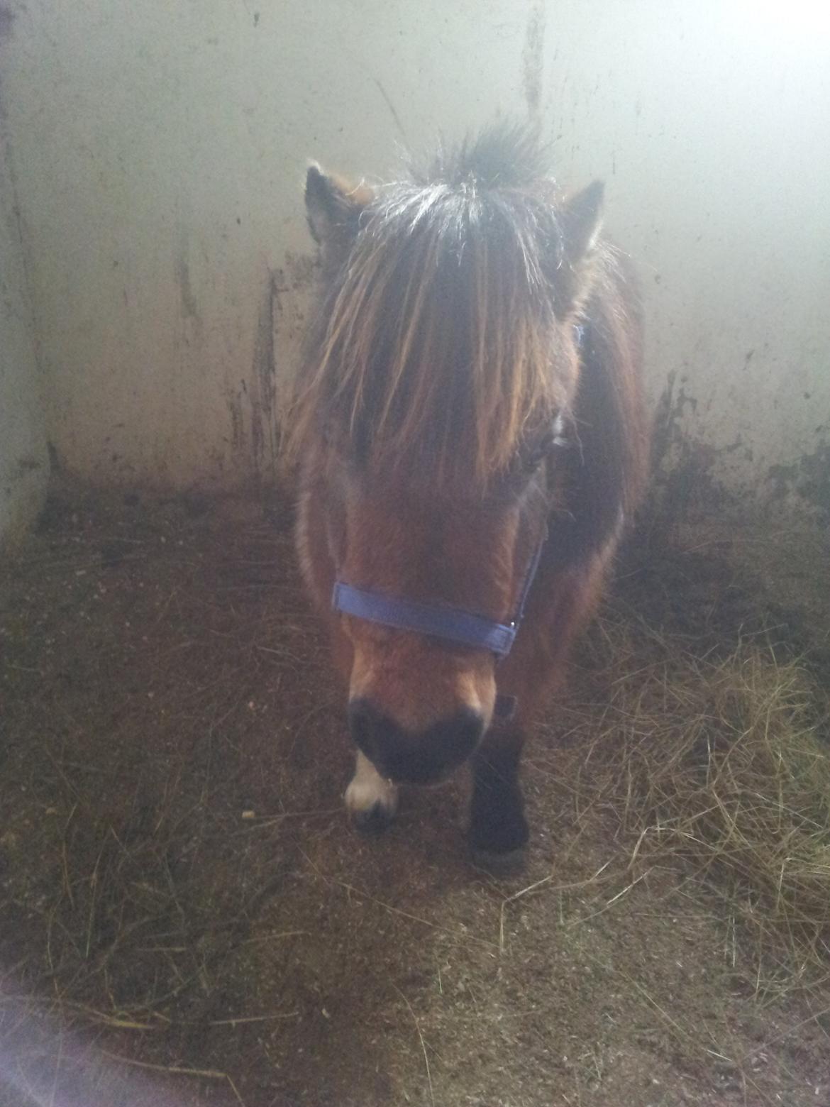 Shetlænder Gizmo billede 5