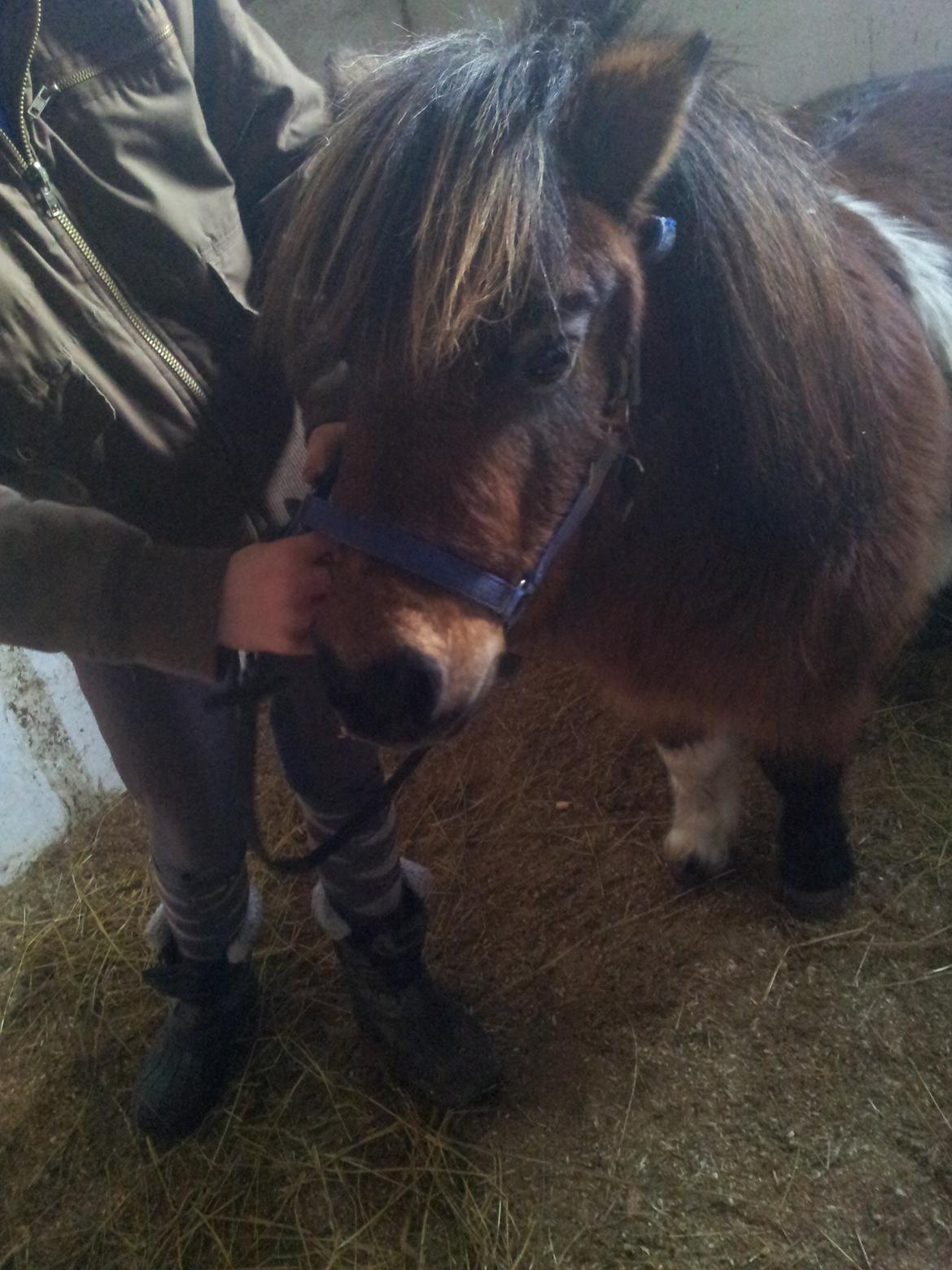 Shetlænder Gizmo billede 6