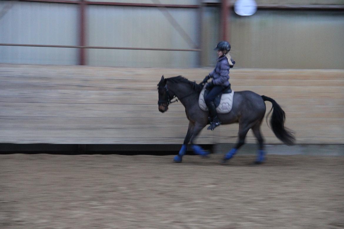 Anden særlig race Filur (solgt ) billede 18