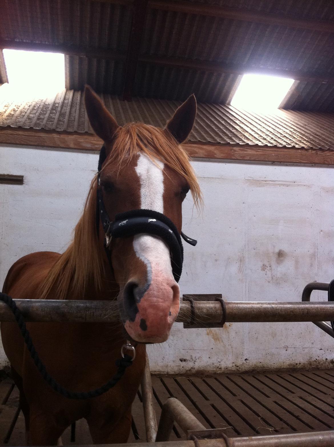 Welsh Cob (sec D) Star - lile træt hest (2013) billede 1
