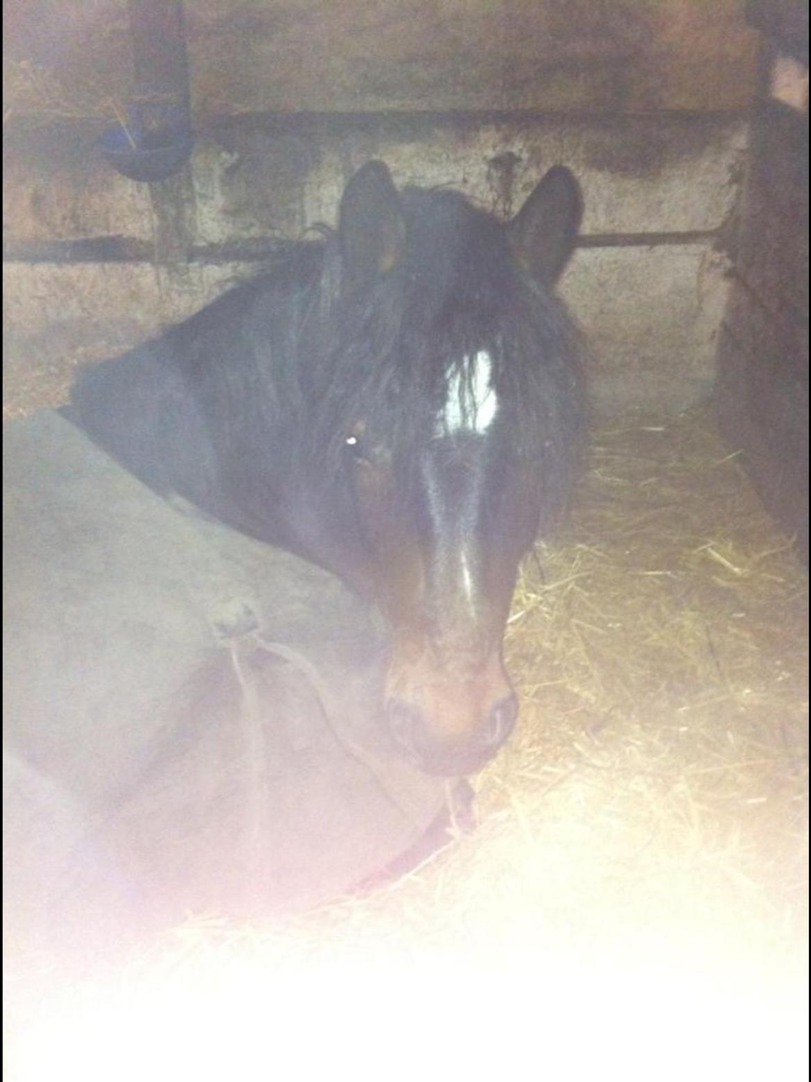 Anden særlig race Dumle<3  billede 7