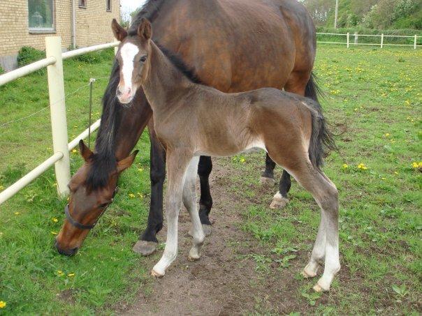 Dansk Varmblod Mocethes Pride - Velkommen til Prides profil. billede 1