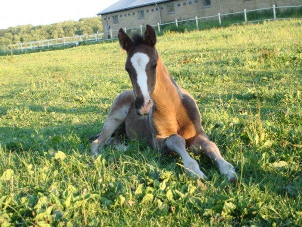 Dansk Varmblod Mocethes Pride - Pride nyder sommeren på lindved Højby Rideklub (LHR) billede 2