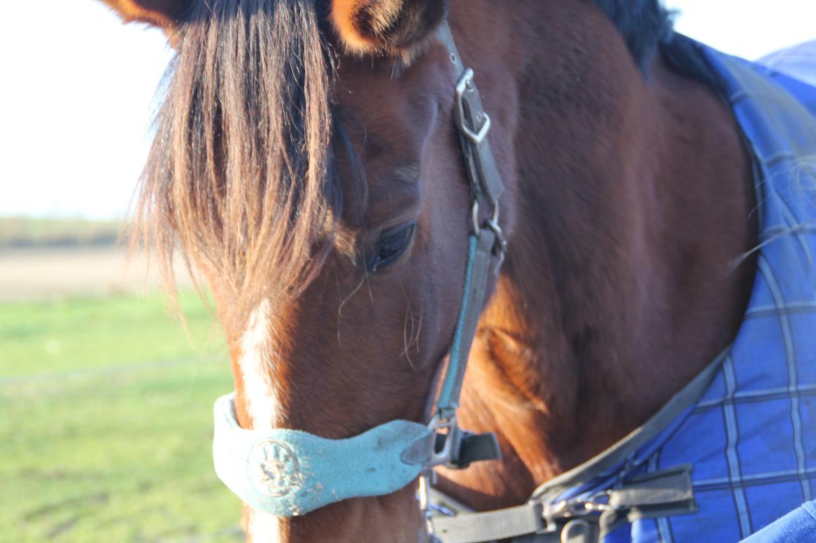 Traver Ja Post-Pub (Popper) billede 2